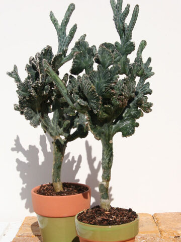 Alternative view of Blue Alien Finger Cactus Plant (monvillea spegazzinii cristata)