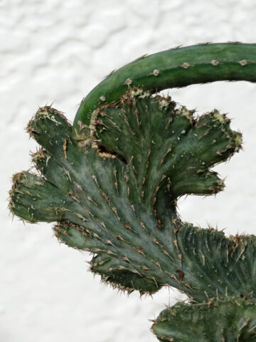 Blue Alien Finger Cactus Plant (monvillea spegazzinii cristata)