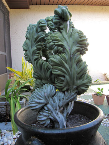 Lg. Very Popular Blue Crest Cactus Plant (myrtillocactus geometrizans cristata)