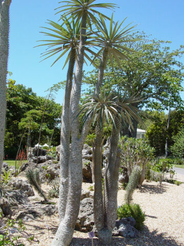 Flowering Silver Branching Madagascar Succulent Palm (pachypodium geayi)