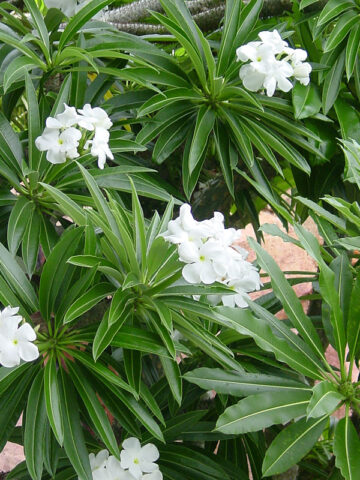 Alternative view of Flowering Wide Leaf Branching Madagascar Succulent Palm (pachypodium lanerei)