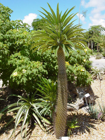 Flowering Wide Leaf Branching Madagascar Succulent Palm (pachypodium lanerei)