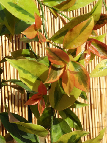 Lg. Showy Lemon Vine Plant (pereskia aculeata godseffiana)