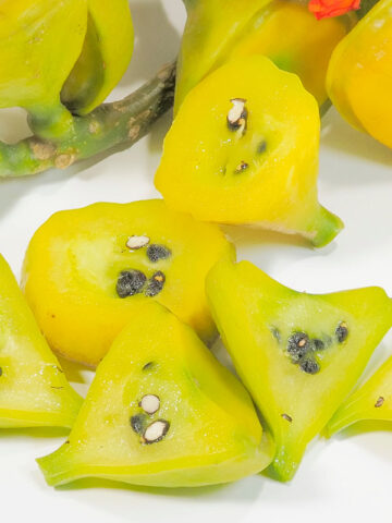 Alternative view of Lg. Big Yellow Fruited Wax Rose Cactus (pereskia bleo)