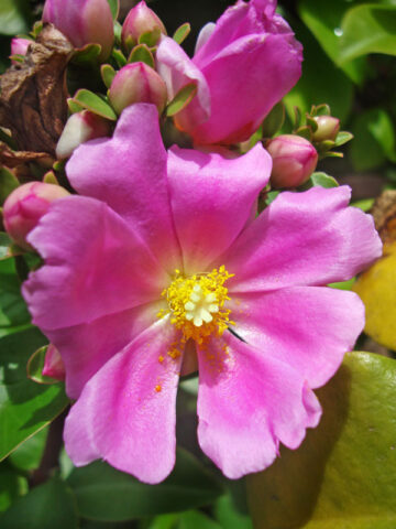 Lg. Fruiting Pink Rose Cactus (pereskia grandifolia)