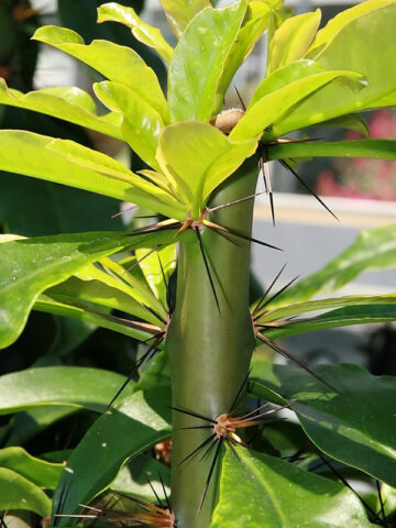 Alternative view of Lg. Fruiting Pink Rose Cactus (pereskia grandifolia)