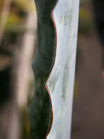Alternative view of XL Gorgeous Kiboko African Super Clone, Largest Known Snake Plant (sansevieria)