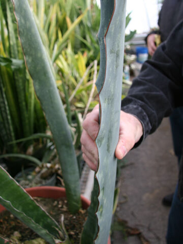 XL Gorgeous Kiboko African Super Clone, Largest Known Snake Plant (sansevieria)