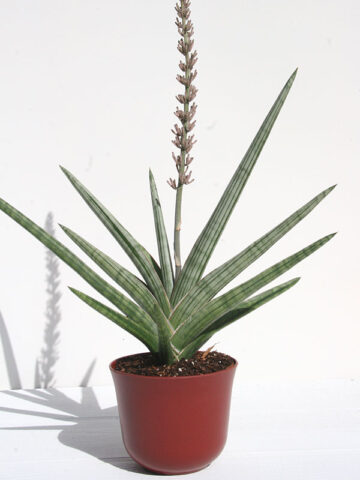 Alternative view of Lg. Unusual Caulescens Ice Blue Snake Plant (sansevieria)