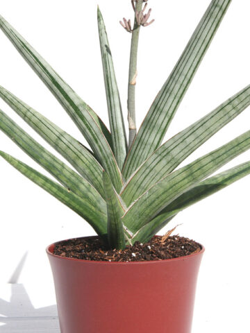 Lg. Unusual Caulescens Ice Blue Snake Plant (sansevieria)