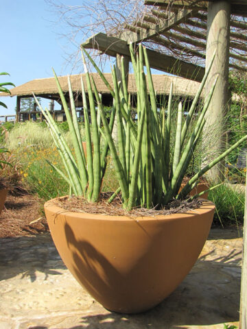 Alternative view of Lg. Captivating Cylindrica Snake Plant (sansevieria)
