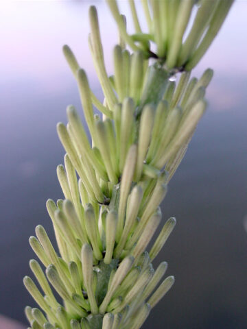 Alternative view of Popular Fan-Like Kenya Beauty Snake Plant (sansevieria)