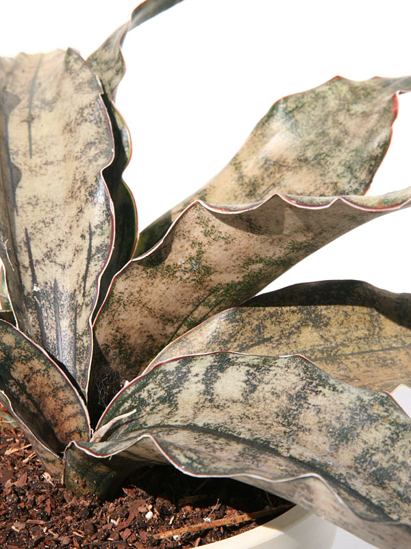 Lg. Kirkii Pulchra Coppertone Snake Plant (sansevieria kirkii) - Image 3
