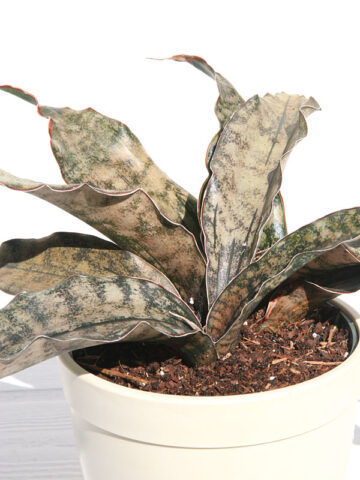 Alternative view of Lg. Kirkii Pulchra Coppertone Snake Plant (sansevieria kirkii)