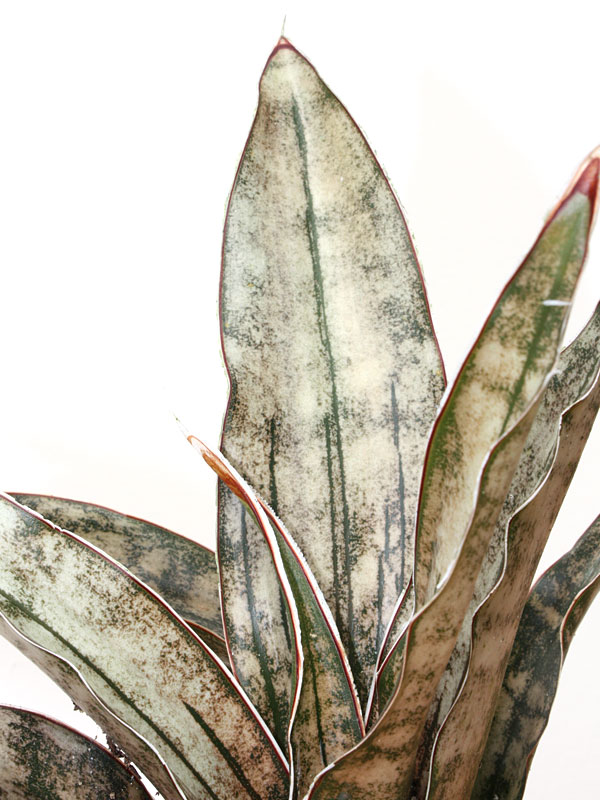 Lg. Kirkii Pulchra Coppertone Snake Plant (sansevieria kirkii)