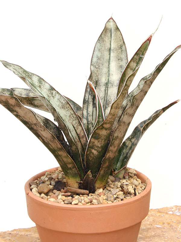 Lg. Kirkii Pulchra Coppertone Snake Plant (sansevieria kirkii) - Image 4