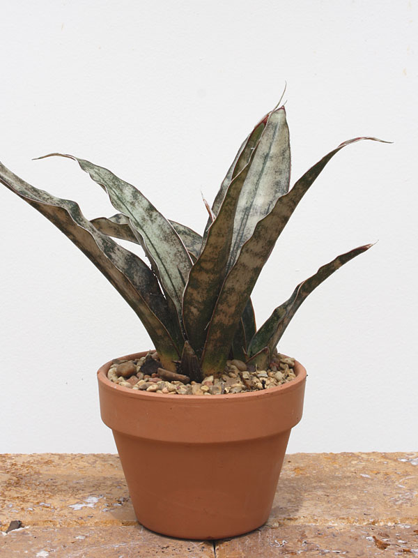 Lg. Kirkii Pulchra Coppertone Snake Plant (sansevieria kirkii) - Image 5