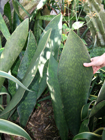 Lg. Huge Masoniana Splendens Wide Leaf Snake Plant (sansevieria)