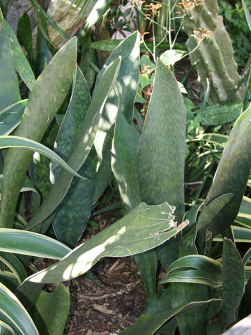 Alternative view of Lg. Huge Masoniana Splendens Wide Leaf Snake Plant (sansevieria)