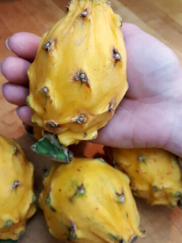 GIANT Sweet Yellow Hybrid Dragon Fruit Plant (selenicereus megalanthus)