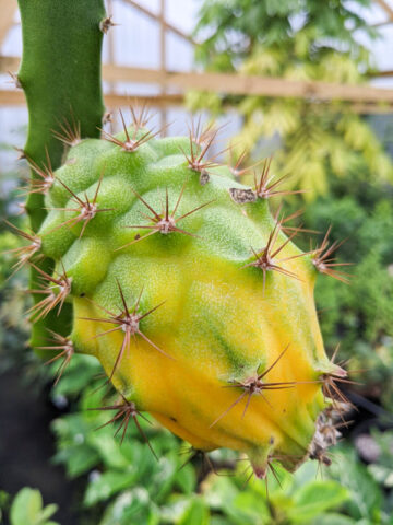Alternative view of GIANT Sweet Yellow Hybrid Dragon Fruit Plant (selenicereus megalanthus)