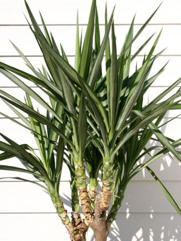Lg. Spineless Silver Giant Yucca Plant (yucca elephantipes)