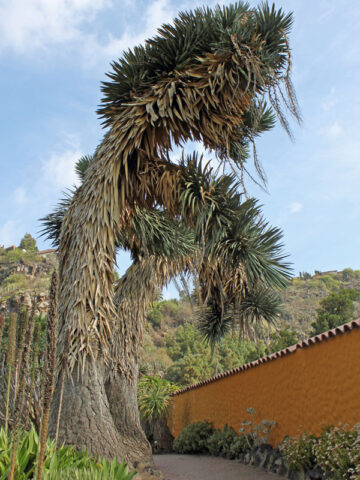 Alternative view of (2 Plants) Multi-Headed Dragon Yucca Tree (yucca filifera)