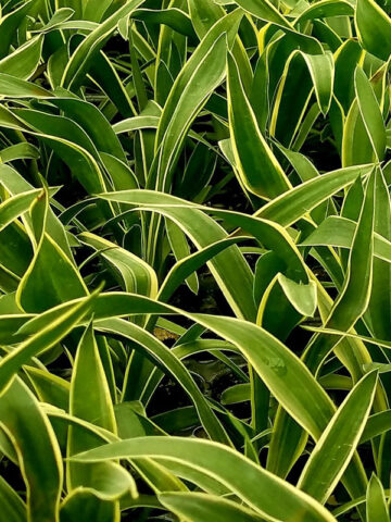Lg. Ornamental Variegated Mound Yucca Plant (yucca gloriosa variegata)