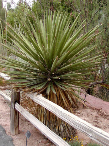Alternative view of Lg. Long Leaf Spanish Dagger Yucca Plant (yucca torreyi)