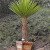 Lg. Long Leaf Spanish Dagger Yucca Plant (yucca torreyi)