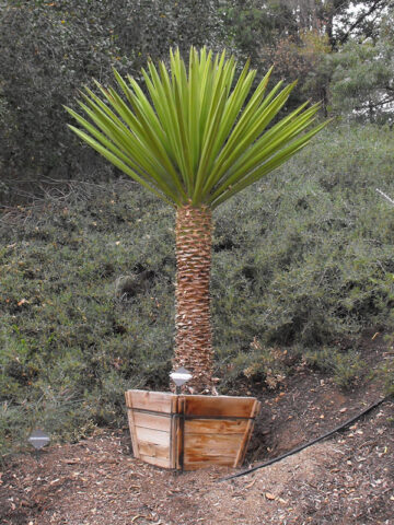 Lg. Long Leaf Spanish Dagger Yucca Plant (yucca torreyi)