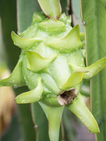 Alternative view of White Dragon Fruit Plant (hylocereus undetus)