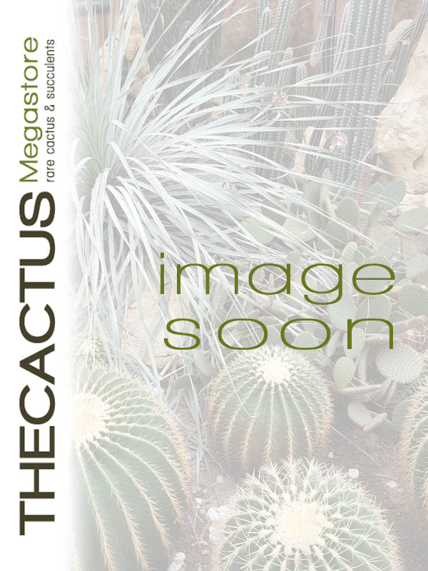 Awaiting product image